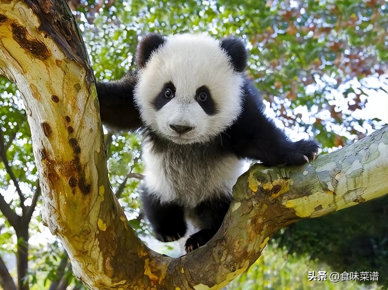 大批日本游客“涌入”中国，目的不是看熊猫，而是我国白酒，为何