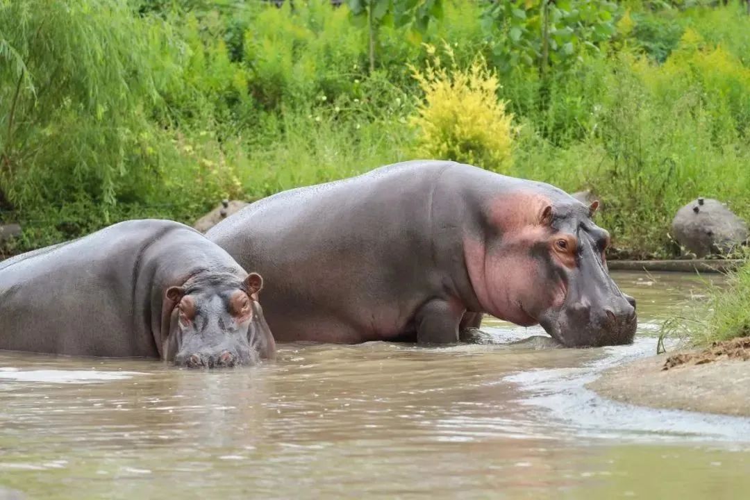 上海野生动物园最新攻略,上海野生动物园游玩攻略最新