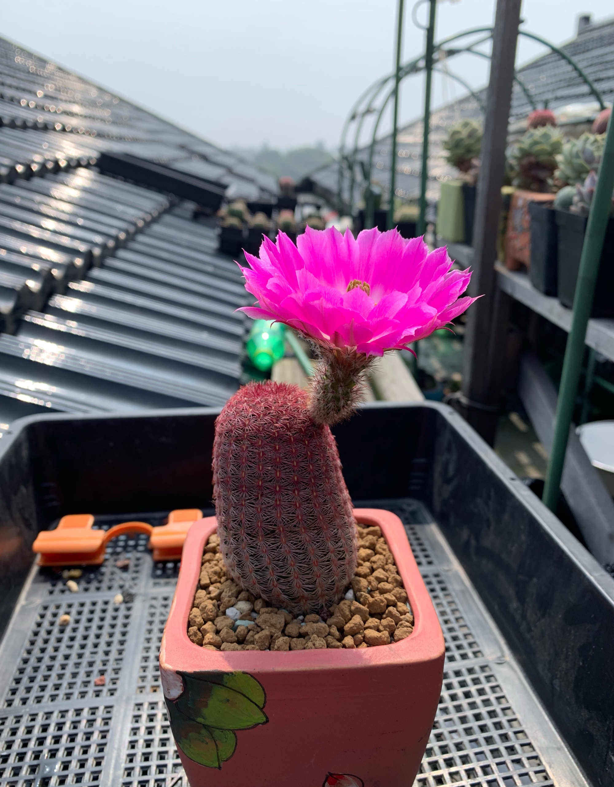 仙人球红太阳最大冠幅,十大爱开花的仙人球品种