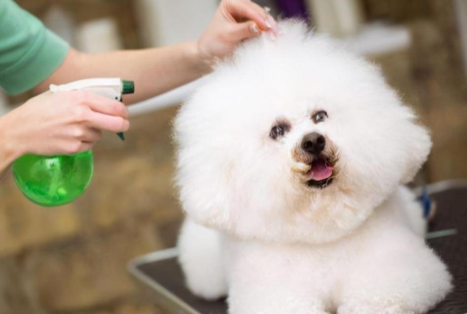 养比熊千万要记住的饲养知识,养比熊的正确方法和注意事项