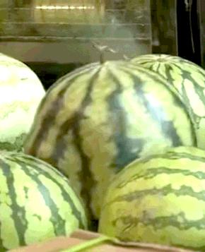 吃瓜群众表情包组成教程,一只安静的吃瓜群众表情包