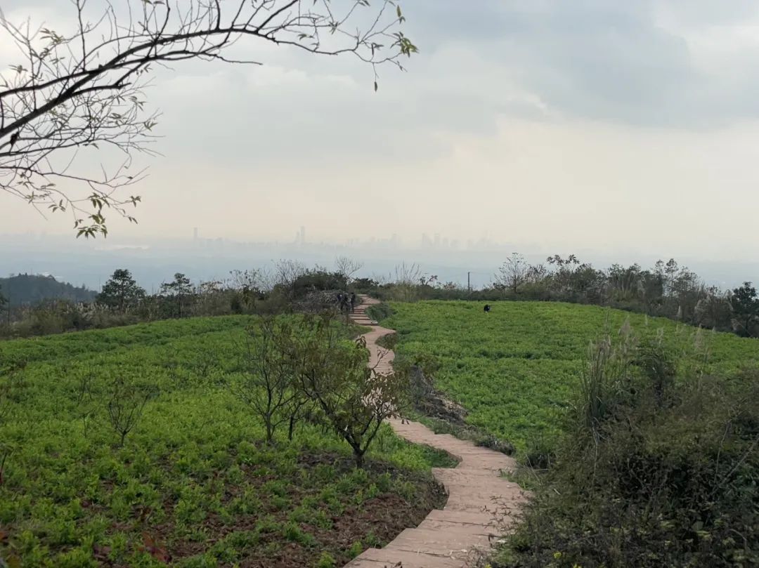 成都旅游豌豆尖,成都仰天窝近郊爬山推荐