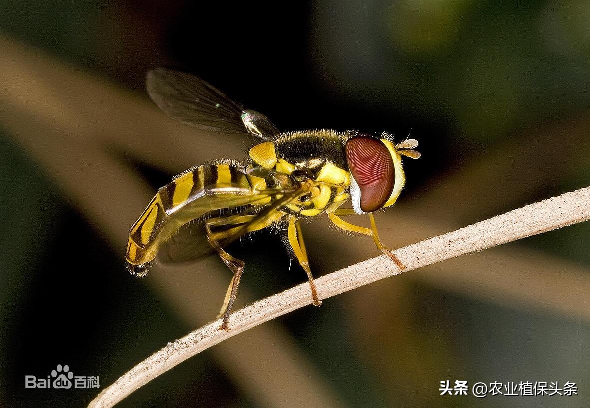 昆虫的习性与行为与害虫防治,害虫防治与昆虫分类