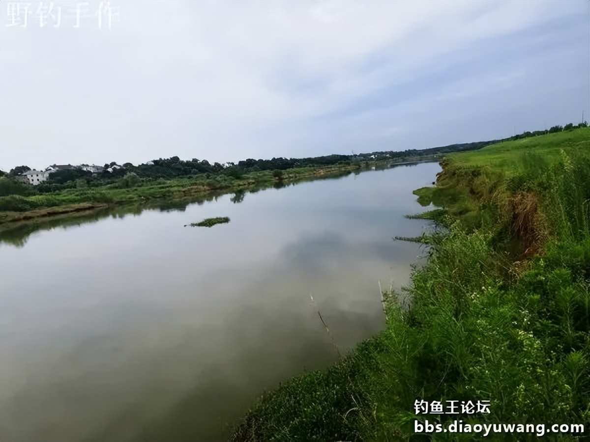 爽钓板鲫，今晚吃鱼