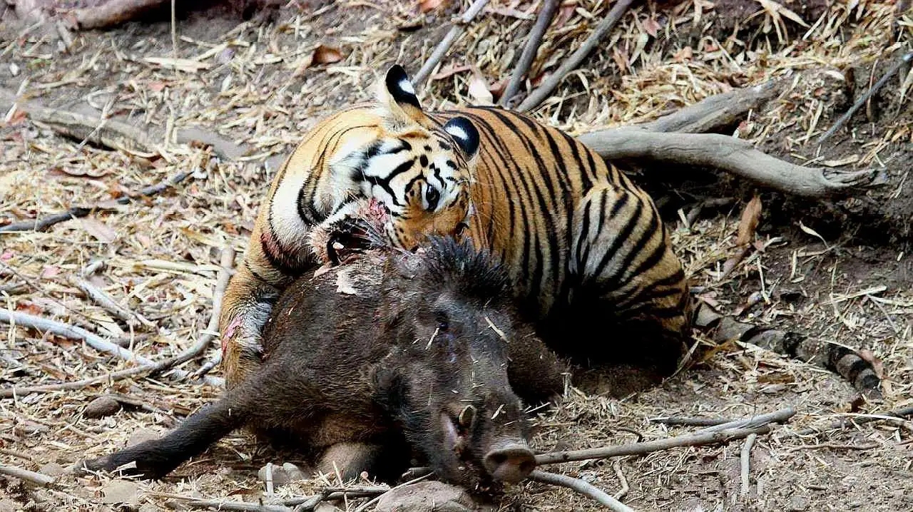 老虎豹子都会洗澡为什么猫不会,老虎是猫科动物那么老虎会爬树吗