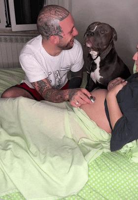 狗狗听主人胎动很惊讶,狗狗听胎动惊讶