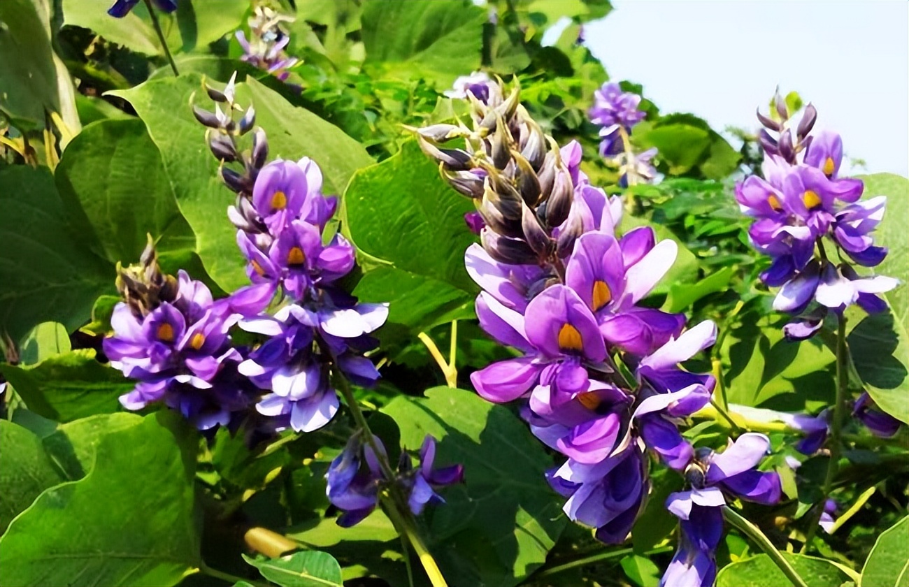 葛根泛滥成灾视频,为什么葛根可以在美国泛滥