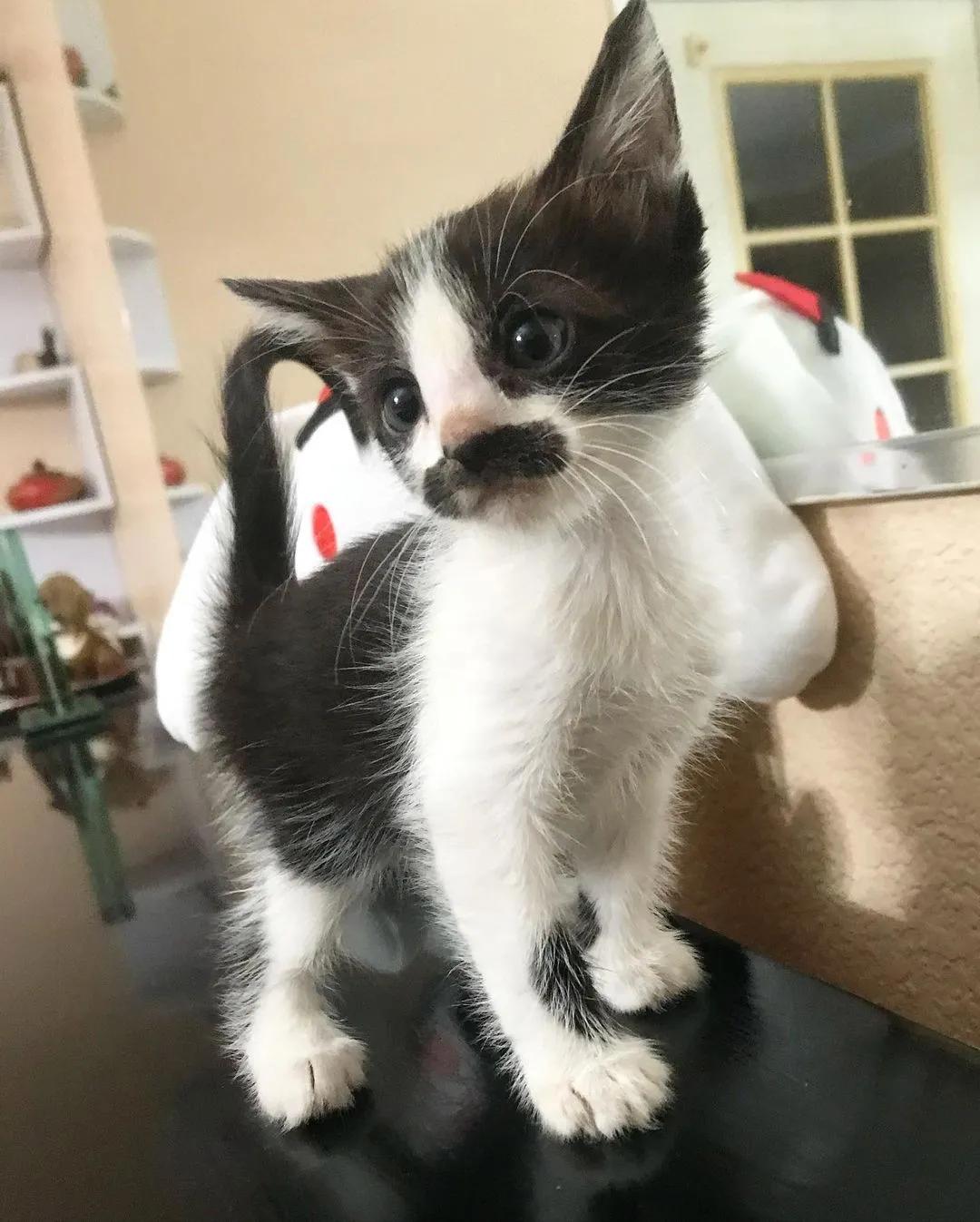 因为长了嘴一字胡，奶牛猫无人领养，却因祸得福成了网红