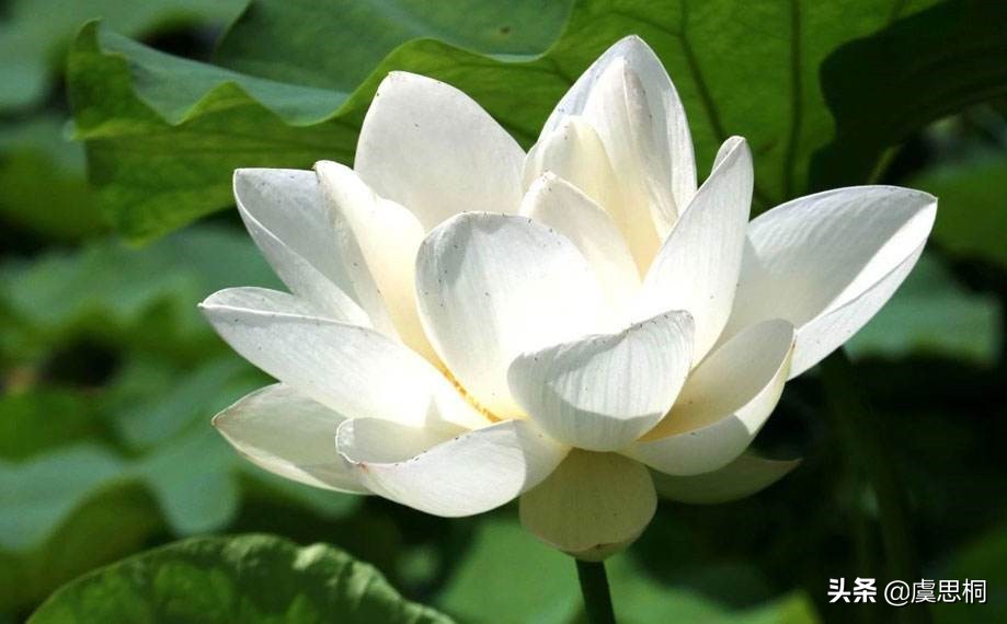 周敦颐在爱莲说中自述心声,周敦颐爱莲而莲又爱什么