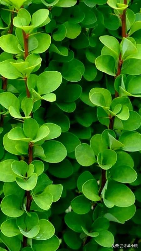 最美的手机壁纸大全,养眼养心的壁纸