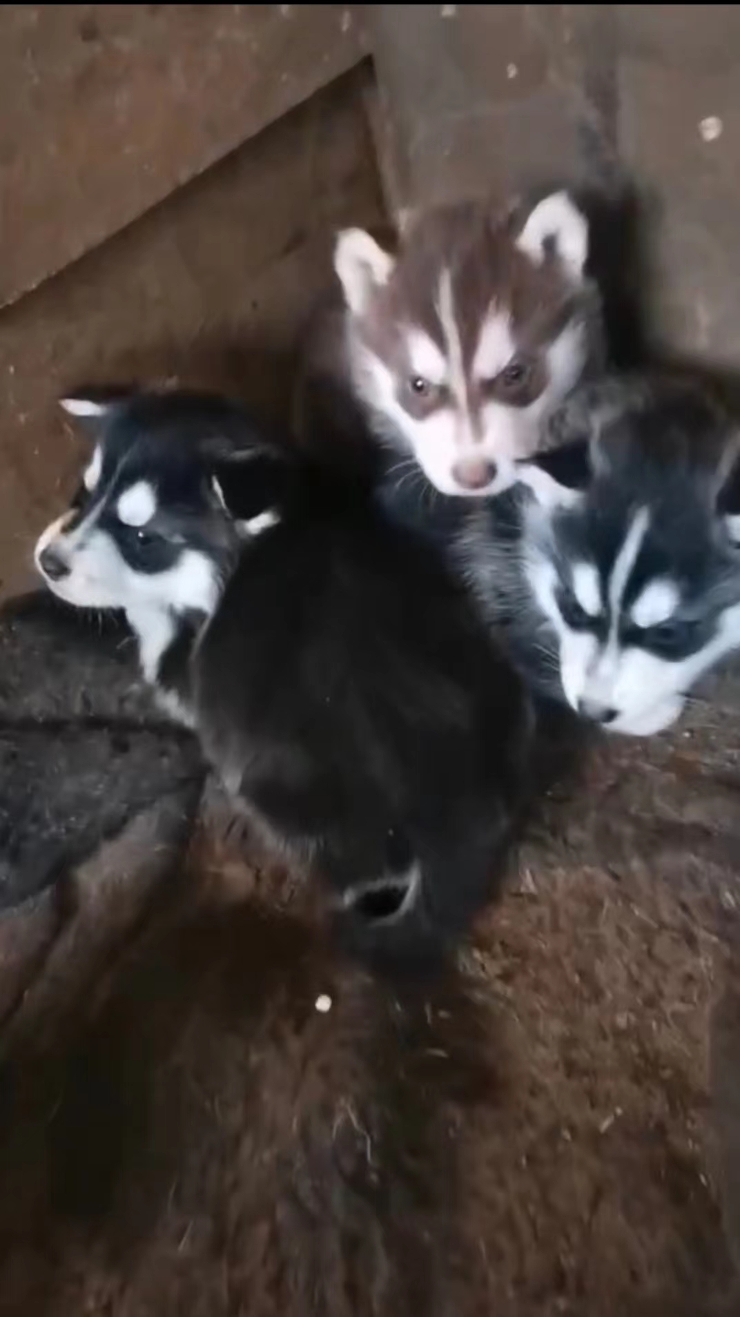 纯种哈士奇犬多少钱一只,你家哈士奇会跳芭蕾舞吗