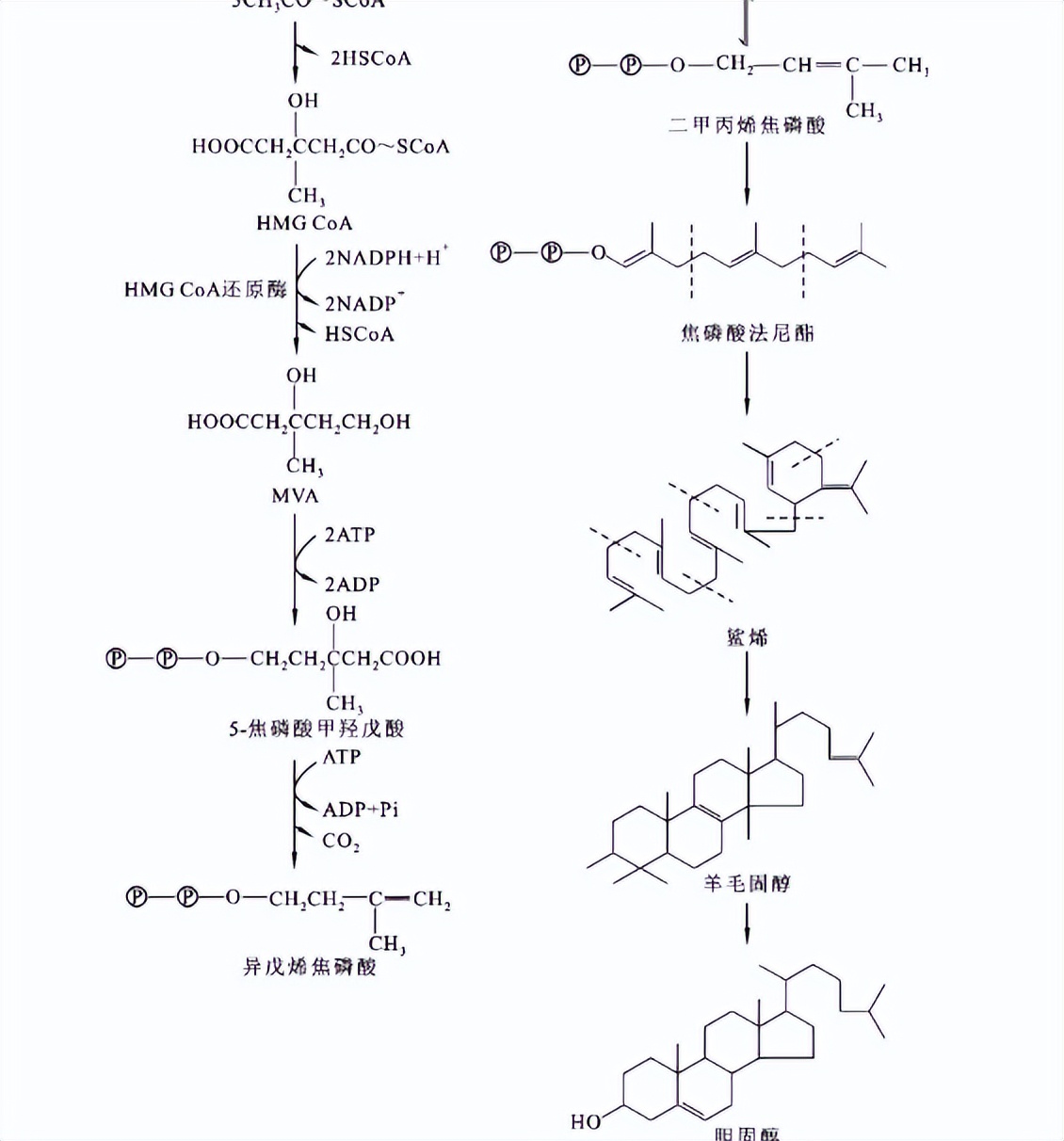 其他植物的类固醇合成难道不需要薯蓣作为参考吗？