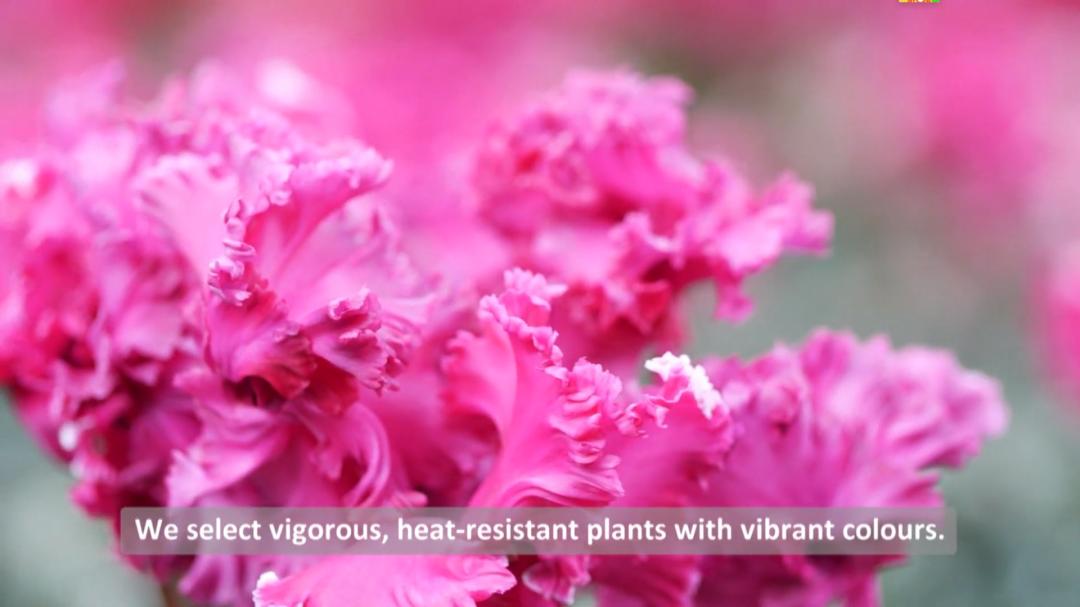 娉曞浗鑾幈灏斾粰瀹㈡潵鍝佺,鑾幈灏斾粰瀹㈡潵