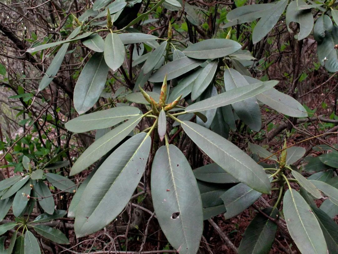 四明山华顶杜鹃,浙东华顶杜鹃群落