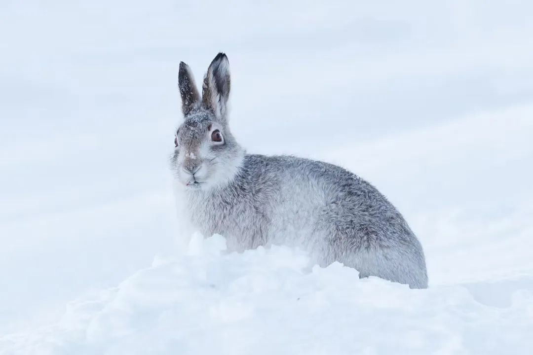 兔年说兔音频,兔年说兔事