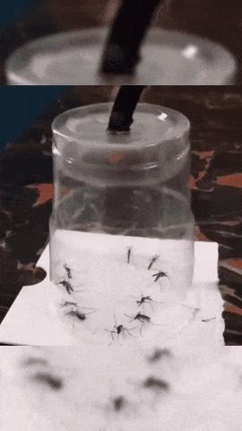 广东人的灭蚊术,阎王见了也发怵