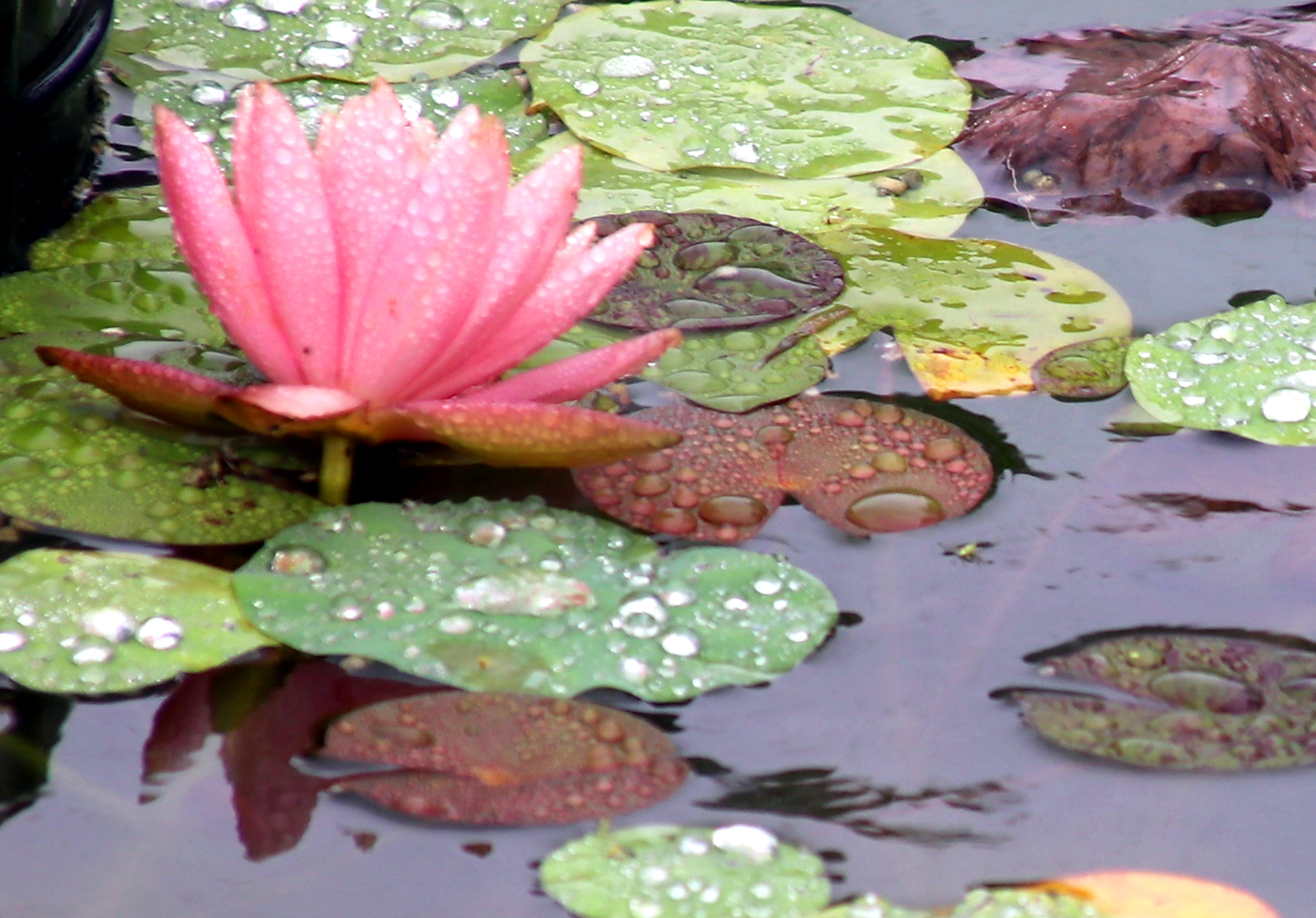 宿迁双色睡莲惊艳绽放,惊艳的睡莲