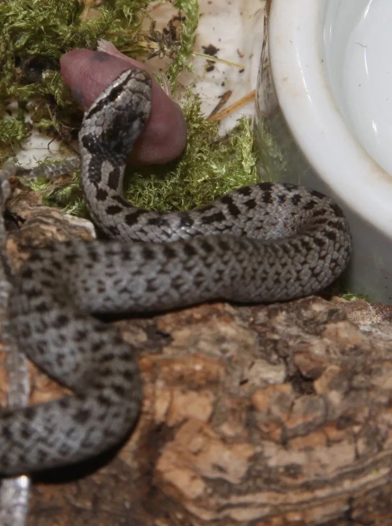 「原来欧洲有这么多种蛇？！」偷师卡塞尔的豢龙大师·下