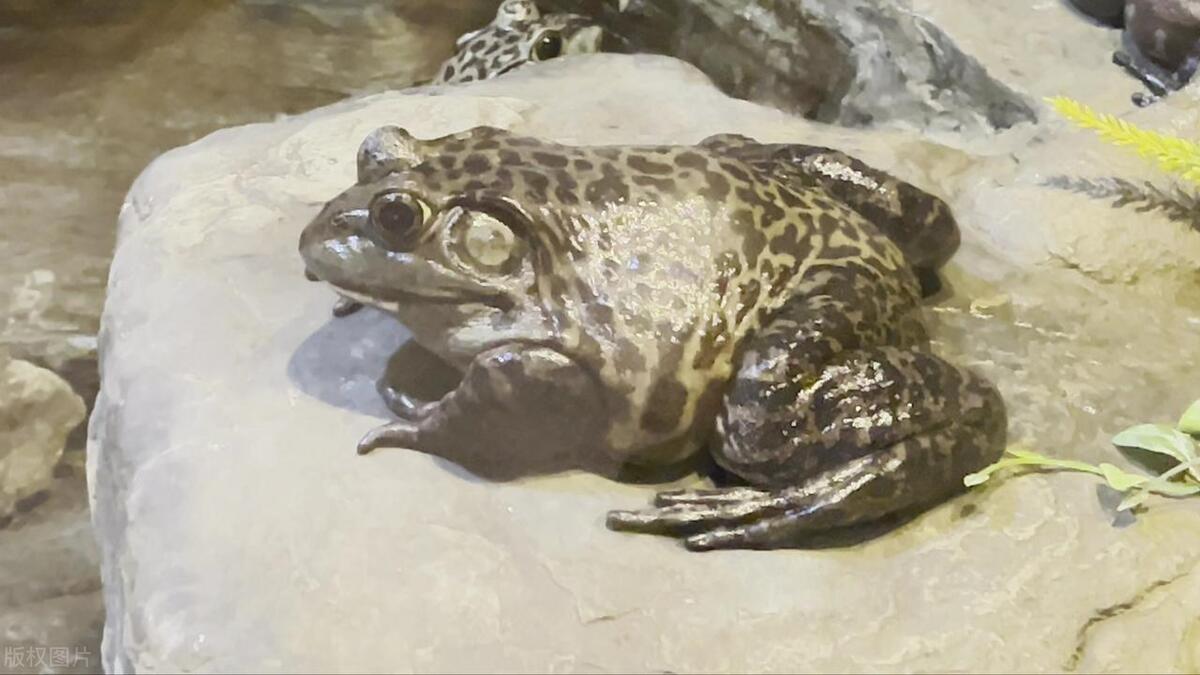 小学英语单词打卡复习,小学英语单词打卡跟读