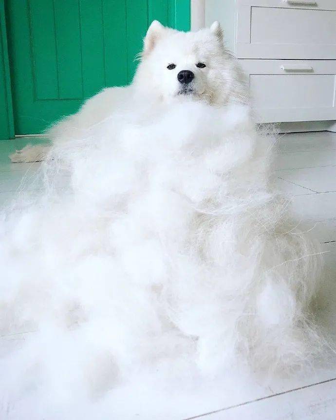 萨摩耶怎么去泪痕最快,萨摩耶狗身上掉毛怎么办