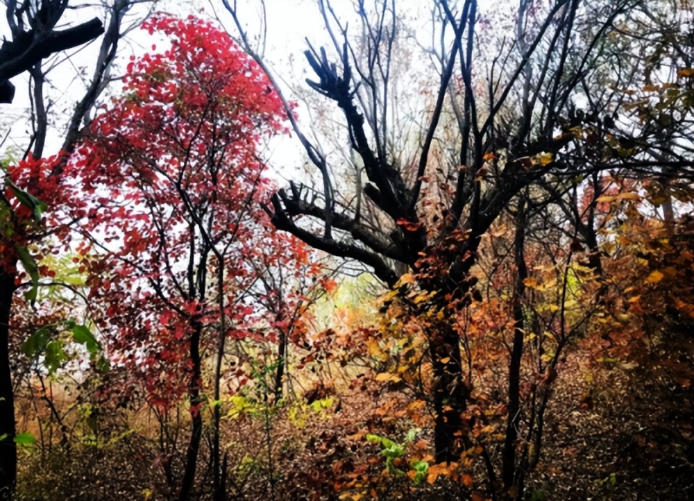 轩逸悦享款驾驶体验,轩逸悦享驾驶感受