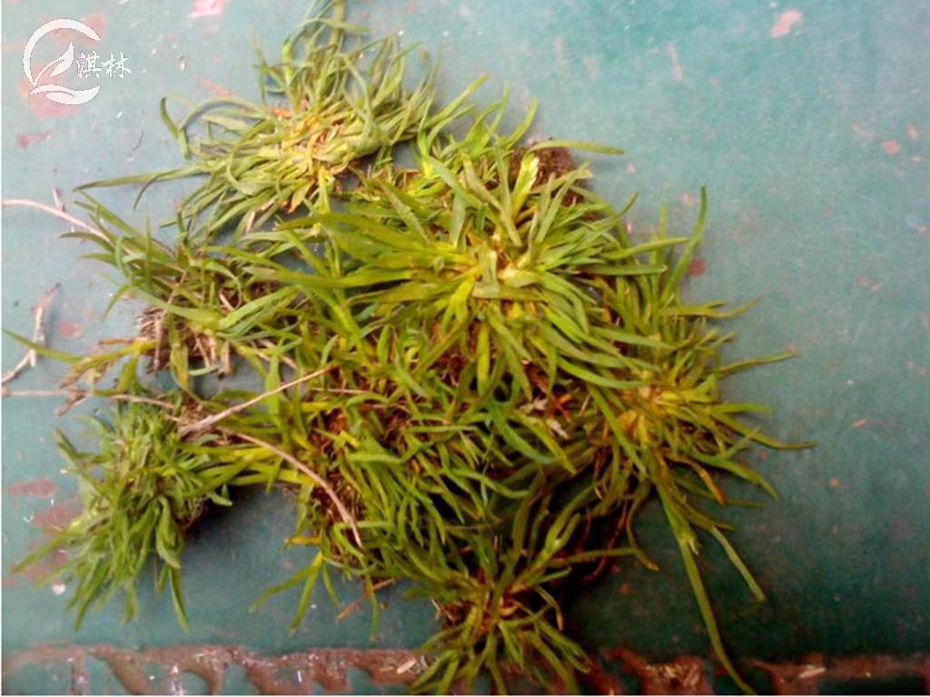 一年生早熟禾的发生规律及防控技术