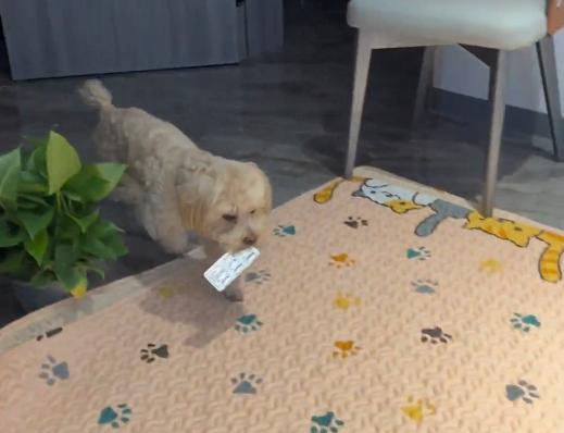 龙肉球狗狗是什么品种,龙肉球狗狗的绝活