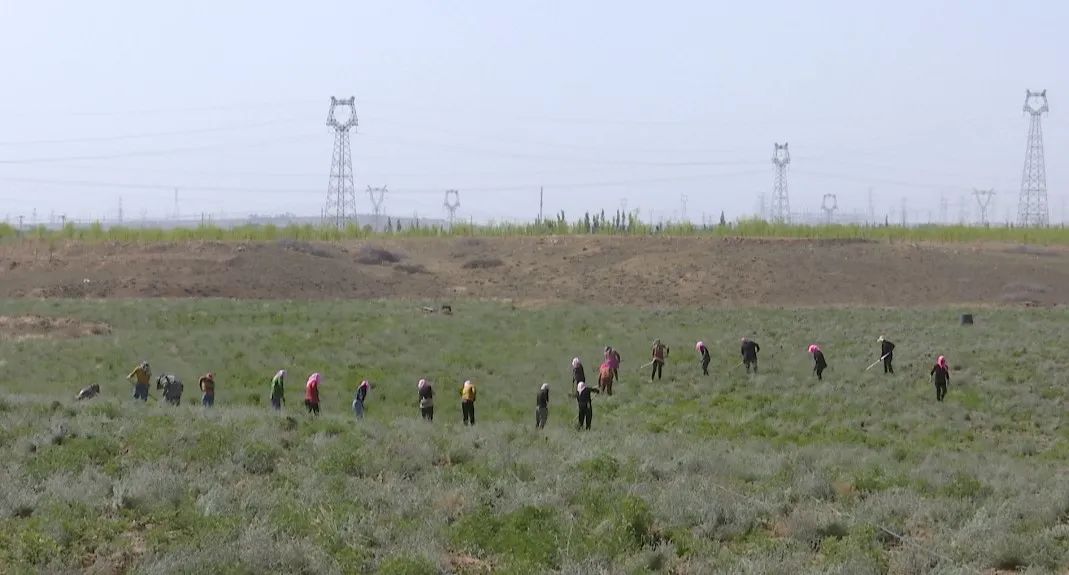 艾草产业致富的视频,枣园镇艾草成为乡村振兴致富草
