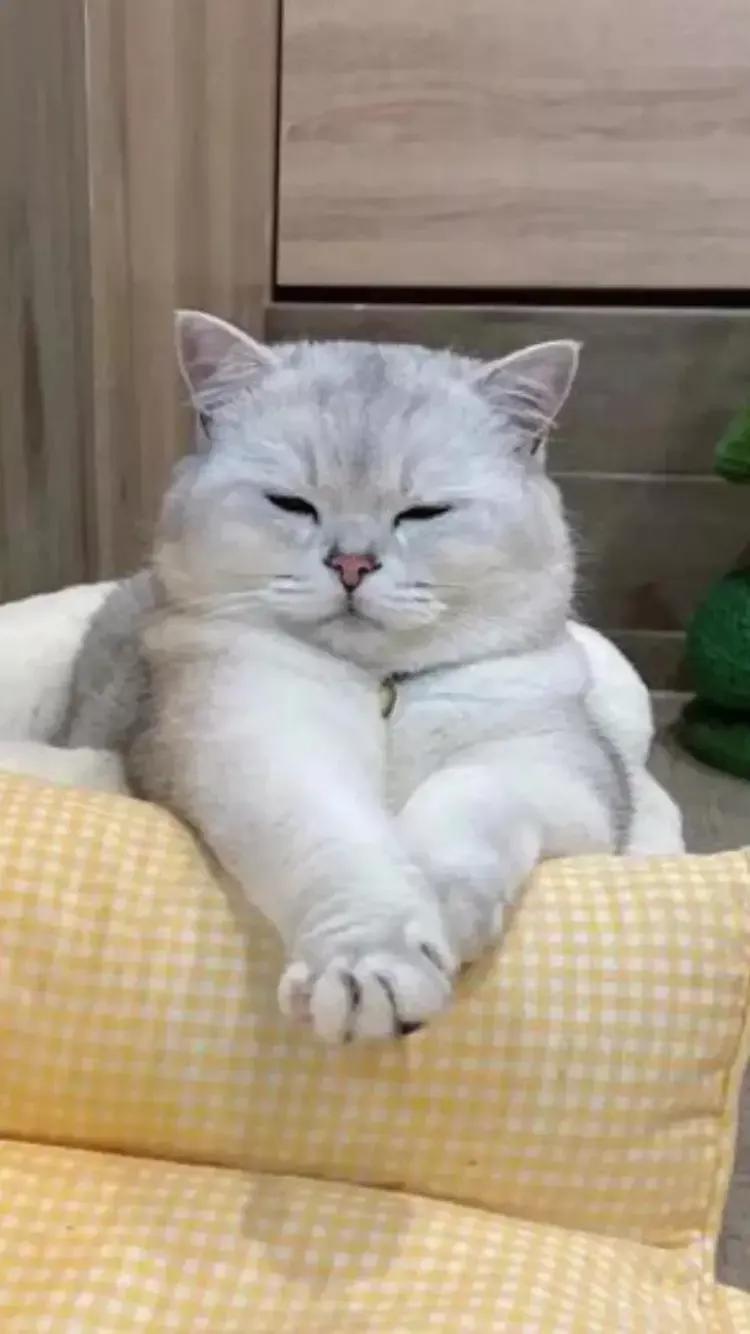 沙县小吃正规加盟店是什么样子,沙县小吃全国有多少连锁店