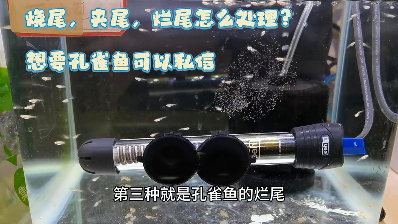 孔雀鱼烂尾怎么治效果好呢,孔雀鱼烧尾烂尾怎么给鱼缸消毒