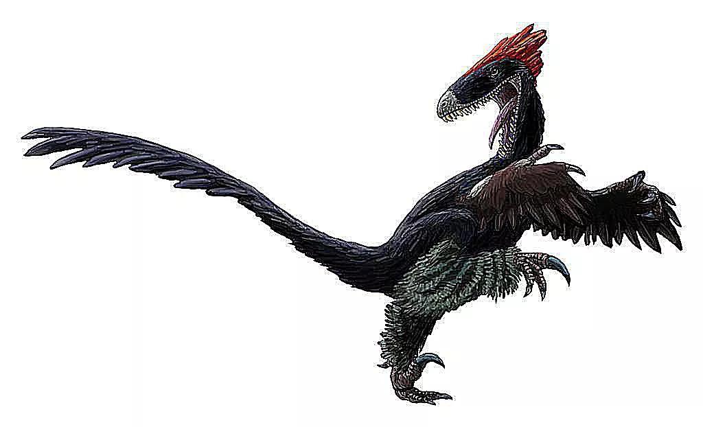 兽脚类恐龙的种类,raptor猛禽恐龙