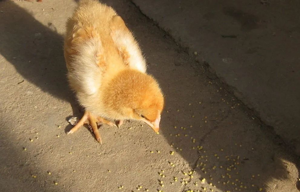 公鸡母鸡恩爱逛街,公鸡母鸡恩爱视频绿幕素材