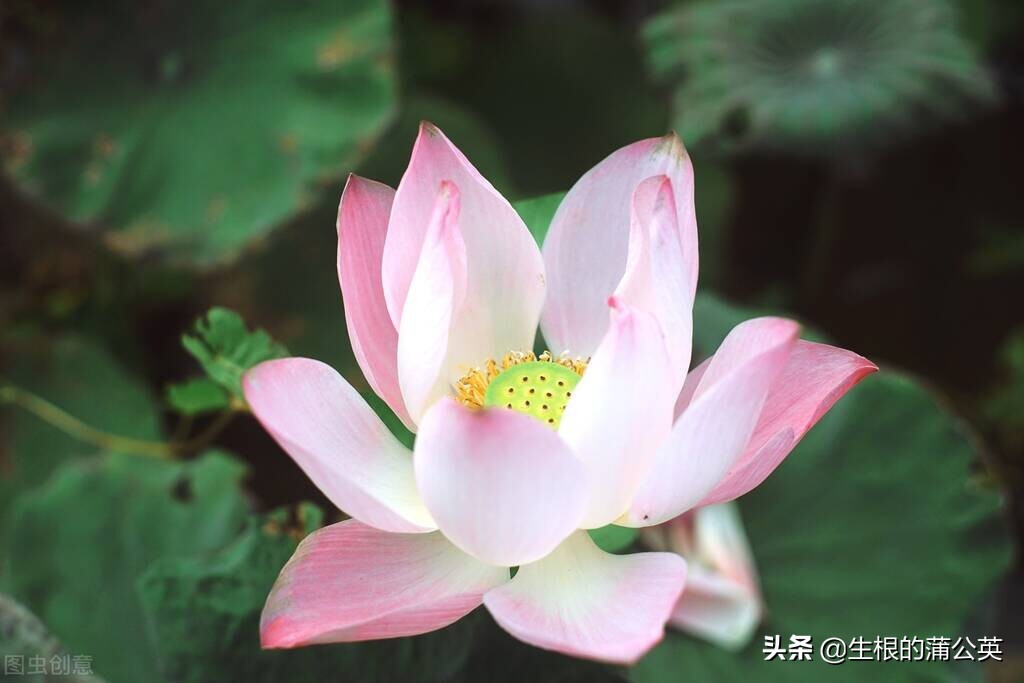 水生花卉栽培方法和技术,十种常见水生花卉
