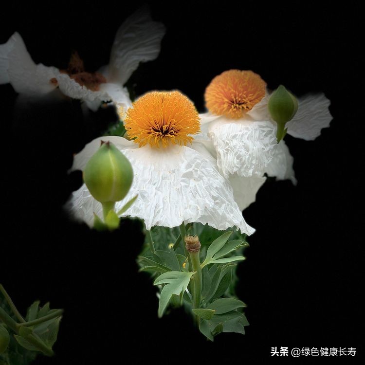 世界花园风景,世界花园