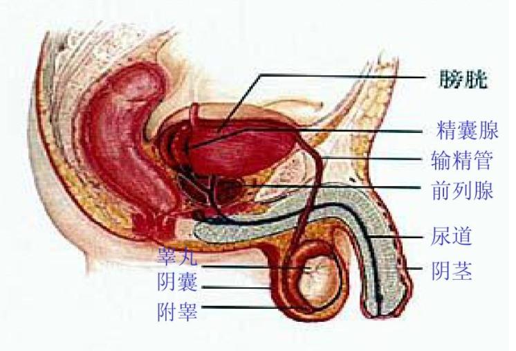 精囊前列腺炎自愈方法,前列腺炎血精怎么治疗
