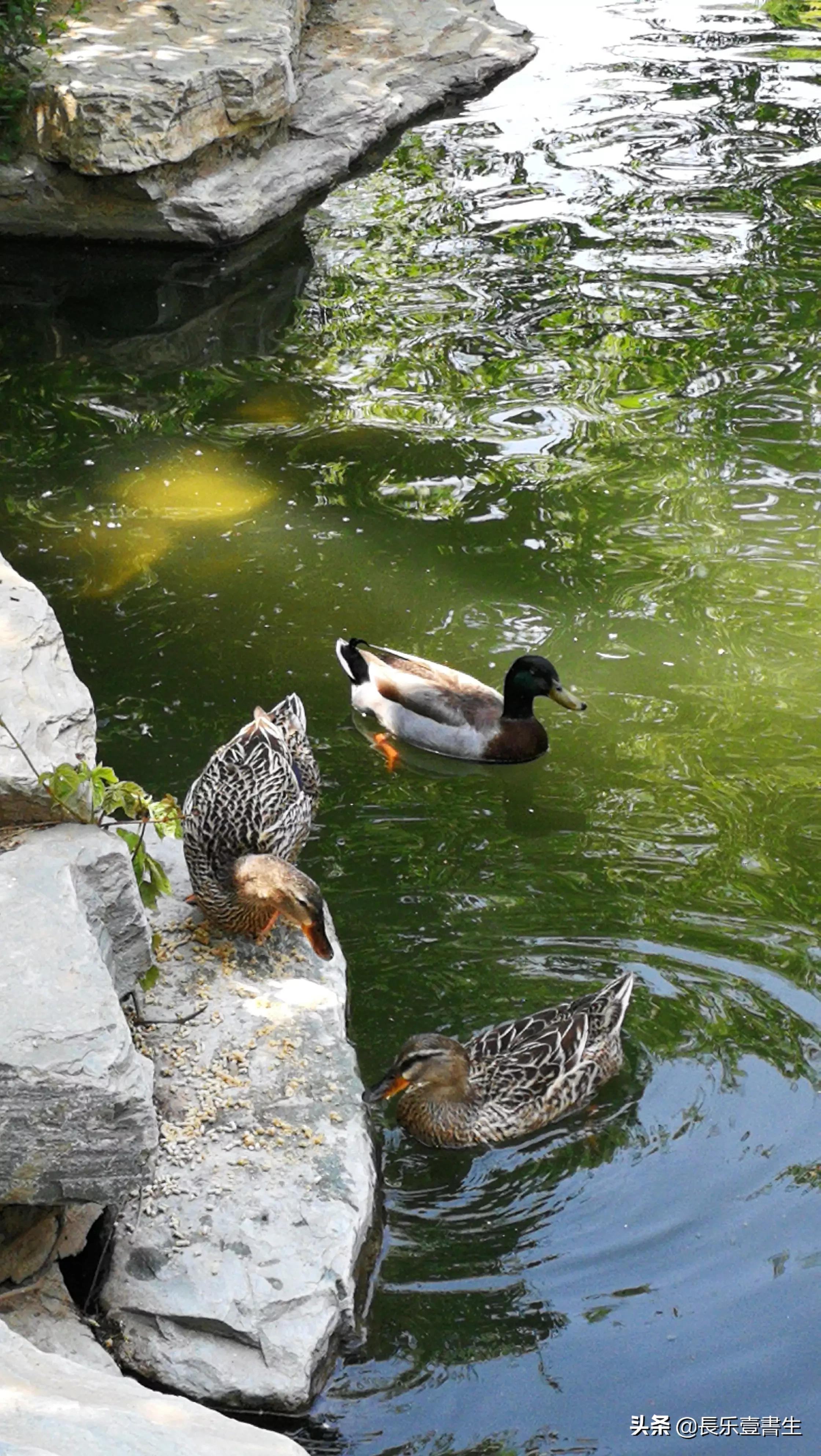 中国园林博物馆游览时间表,小众游玩强烈推荐北京园林博物馆