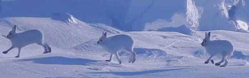 世界上最壮的牛照片,世界最壮的牛图片