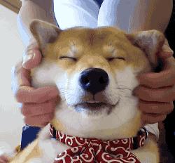 奉劝新手养狗别选这6种狗狗,这些养狗狗的诀窍你一定要知道