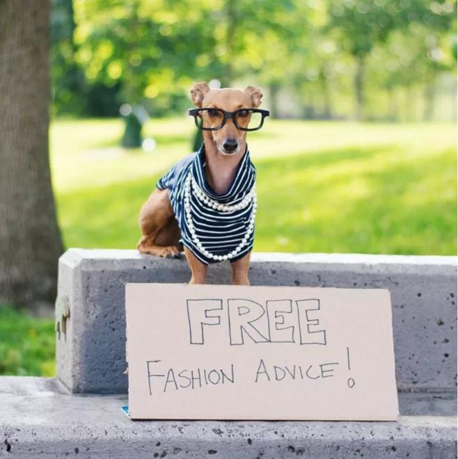 一只流浪狗被收留后成功的逆袭了,一只被遗弃狗狗的逆袭之路