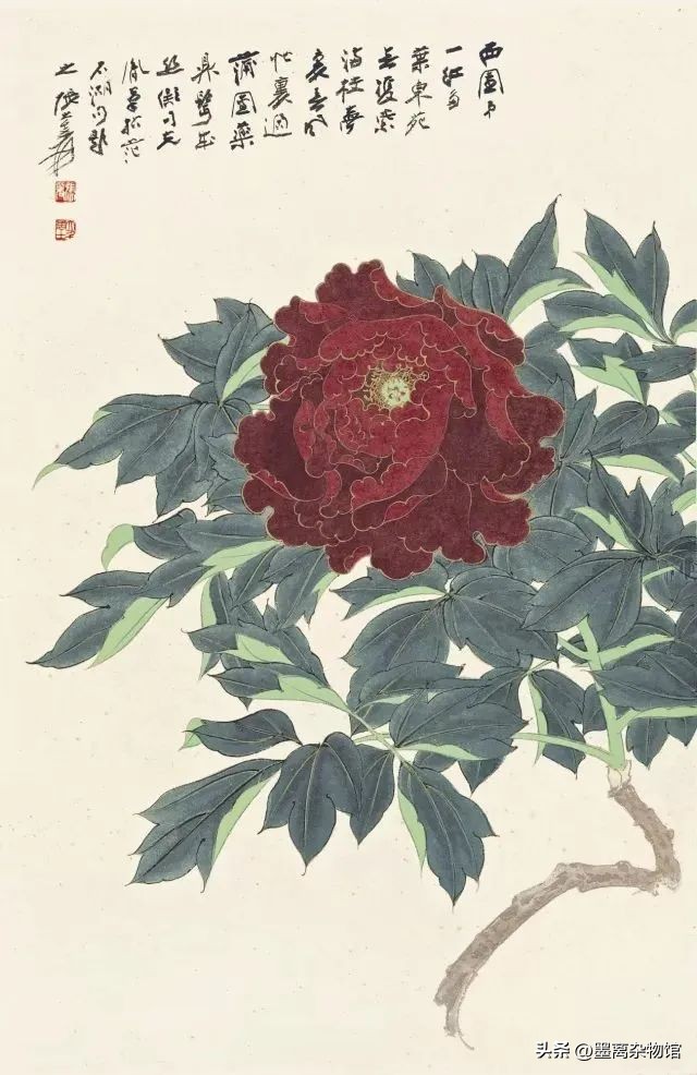 国花牡丹的历史起源,中国国花为啥是牡丹