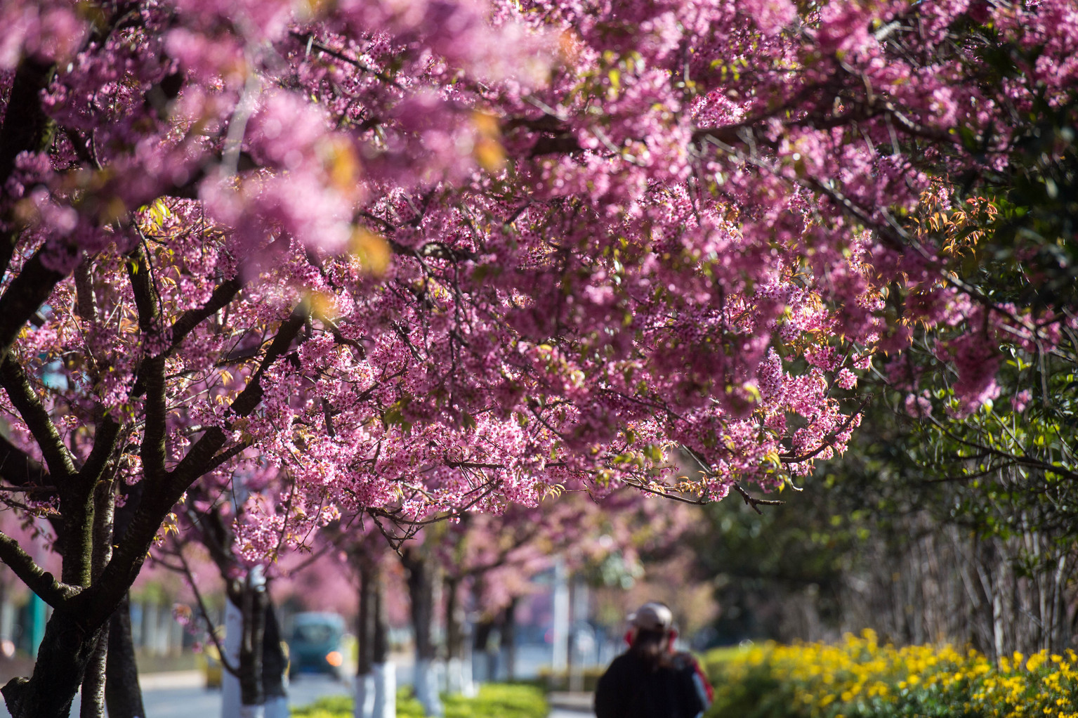 春节去云南哪里最好玩,云南春节人少旅游推荐