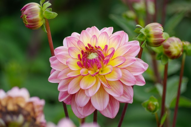 梦里花落知多少小说,梦里花落知多少