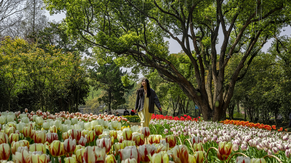 2018无锡之旅,江苏无锡赏花双人自由行