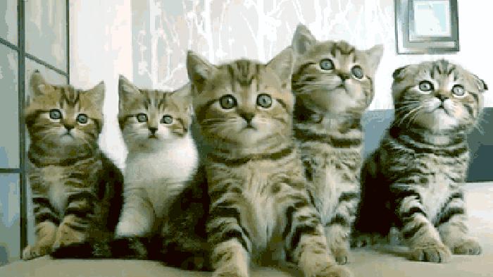 新手养猫的十大建议,新手养猫的十大忠告