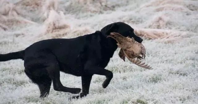 养狗白的好还是黑的好,养狗对孩子有什么好处和坏处