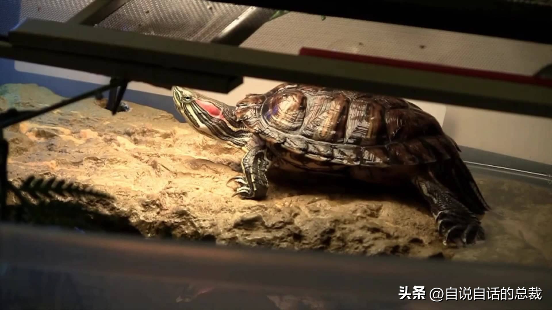 龟蛇大战巨龟视频,罕见别致的龟蛇大战