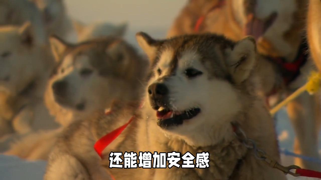 博美和阿拉斯加犬哪个好养,阿拉斯加犬和德牧哪个好养