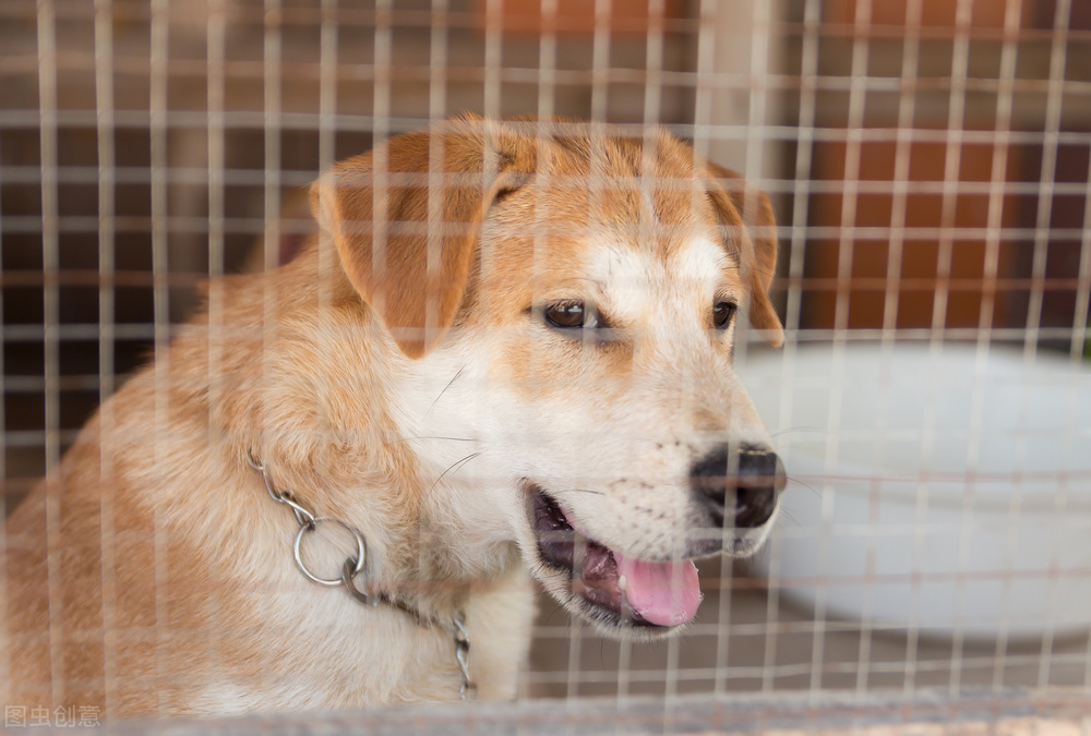 狗狗皮肤病抹红霉素软膏有用吗,狗狗发炎可以用红霉素软膏么