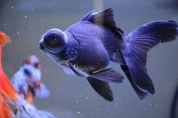 金鱼鱼病症状身体溃烂,金鱼鱼病的治疗与防治