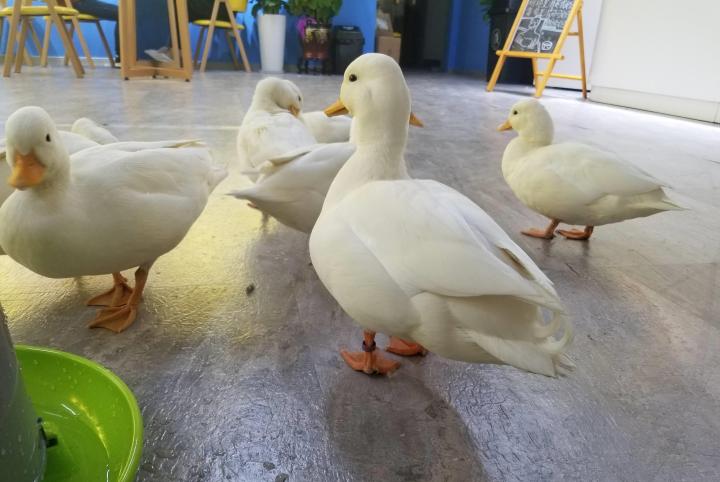 中国允许养的稀有宠物,稀有宠物饲养